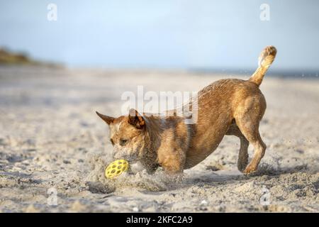 Australian Cattle Dog in spiaggia Foto Stock