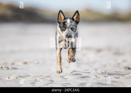 Miniature pinscher cucciolo Foto Stock