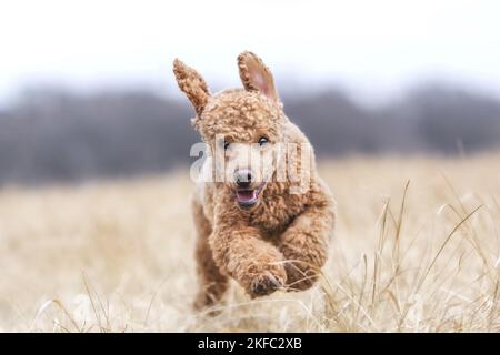 Royal Standard Poodle in autunno Foto Stock