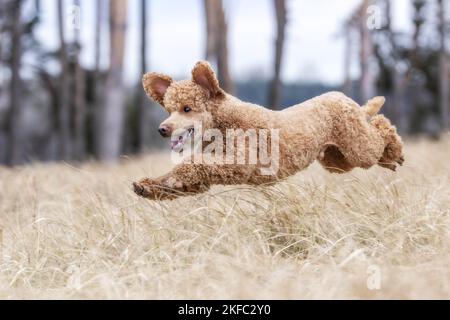 Royal Standard Poodle in autunno Foto Stock