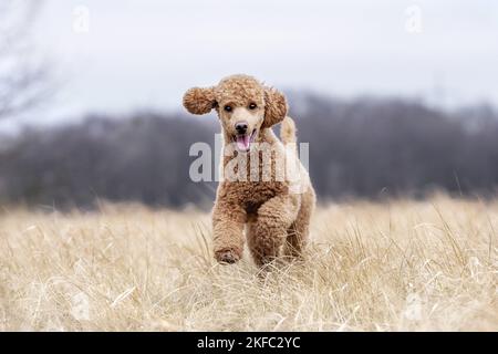 Royal Standard Poodle in autunno Foto Stock