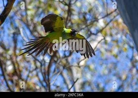 Nanday parakeet (Aratinga nenday), noto anche come il parakeet con cappuccio nero o nanday conure, visto a Buenos Aires Foto Stock