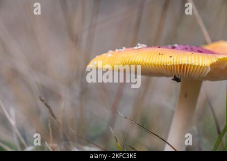 Fly agaric Amanita muscaria visto dal basso Foto Stock