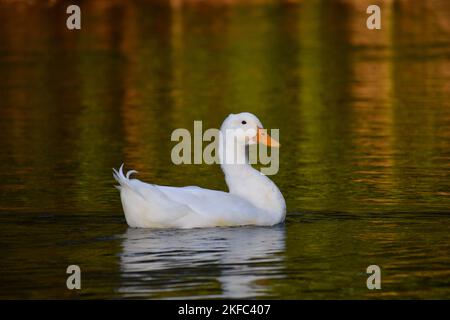 Anatra nazionale o mallardo domestico (Anas platyrhynchos domesticus) in natura su un lago, visto a Buenos Aires Foto Stock