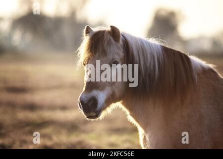 Fjord cavallo ritratto Foto Stock