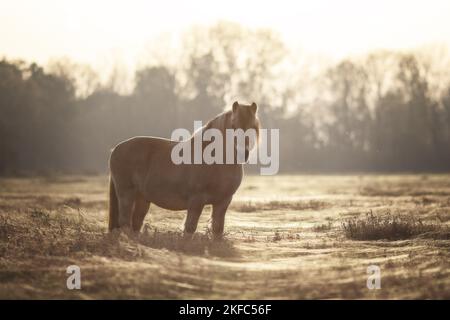 Cavallo del fiordo Foto Stock