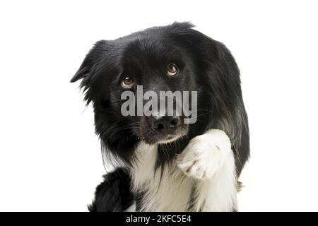 Maschio bordo Collie Foto Stock