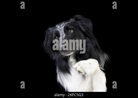 Maschio bordo Collie Foto Stock