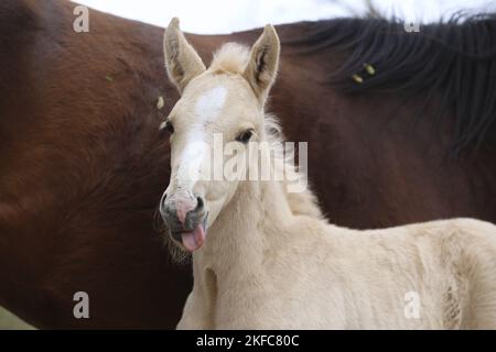 Ritratto di Warmblood foal Foto Stock