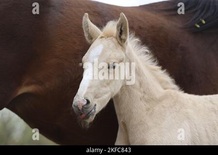 Ritratto di Warmblood foal Foto Stock