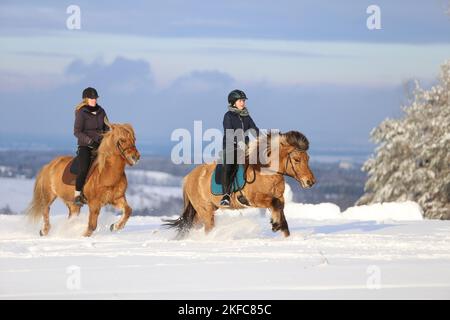 Piloti su cavalli islandesi Foto Stock