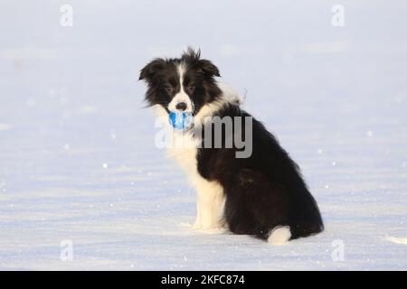 Giovane confine Collie nella neve Foto Stock