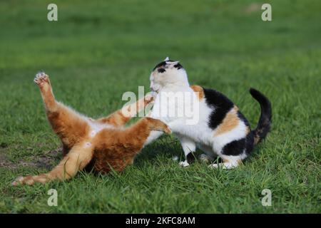 2 gatti Foto Stock