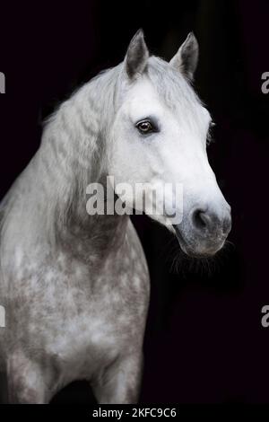 Pony Connemara ritratto Foto Stock