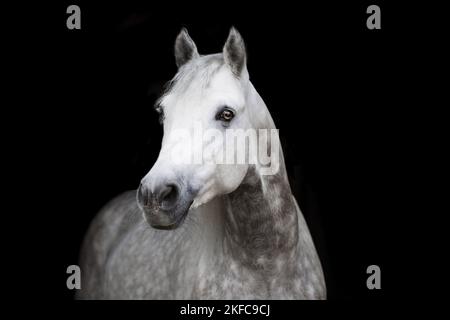 Pony Connemara ritratto Foto Stock