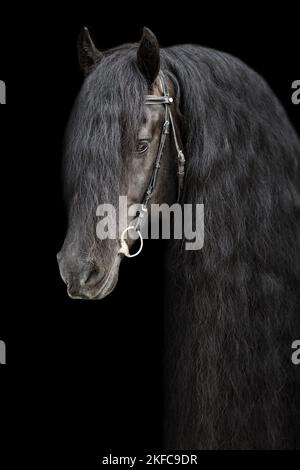 Il frisone cavallo ritratto Foto Stock