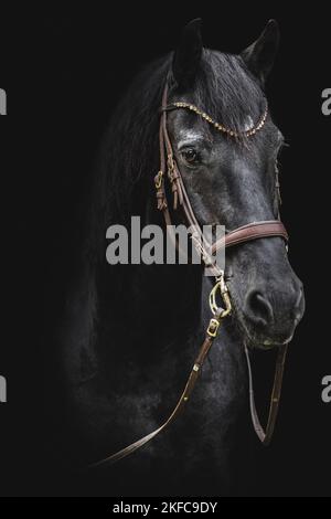 Il frisone cavallo ritratto Foto Stock