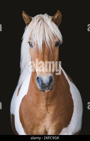 Ritratto a cavallo islandese Foto Stock