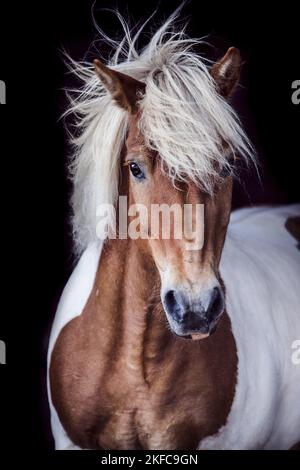 Ritratto a cavallo islandese Foto Stock