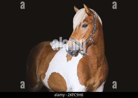 Ritratto a cavallo islandese Foto Stock