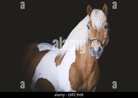 Ritratto a cavallo islandese Foto Stock