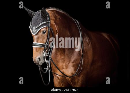 Ritratto di Oldenburg Horse Foto Stock