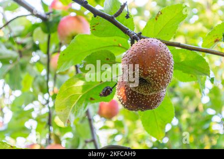 Due mele marciume su un ramo di un albero di mele. Autunno, tempo di raccolta. Foto Stock