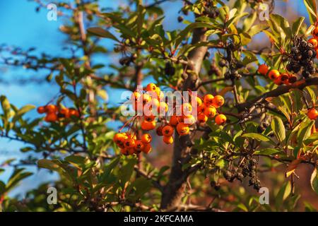 Bacche rosse di Pyracantha coccinea, scarlatto frutti di fuoco su un ramo di un albero che cresce nel parco. Macchia verde sfocata e cielo blu nella parte posteriore Foto Stock