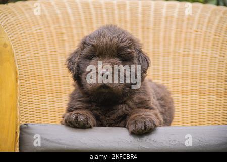 Puppy di Terranova Foto Stock