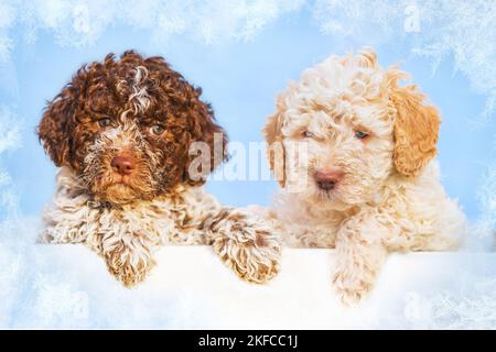 Lagotto Romagnolo Puppys Foto Stock