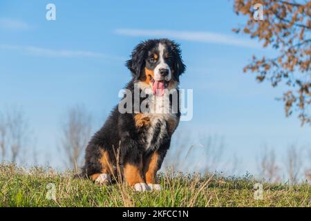 Bovaro del Bernese cucciolo Foto Stock