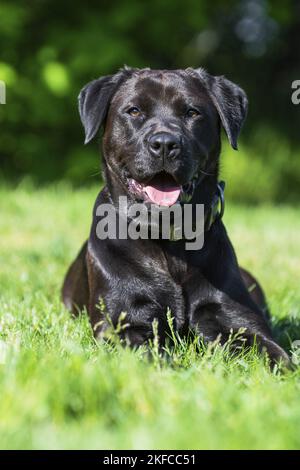 Labrador-Retriever-Rottweiler in estate Foto Stock