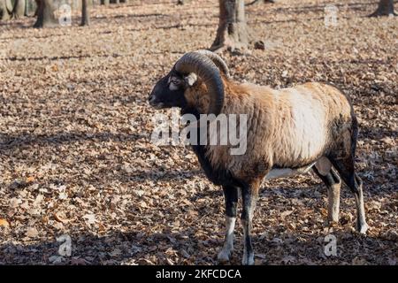 Il mouflon europeo (Ovis orientalis musimon). Mouflon maschio sono noti come arieti. Foto Stock