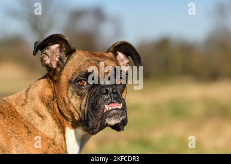 Boxer tedesche ritratto Foto Stock