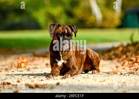 Giacente boxer tedesche Foto Stock
