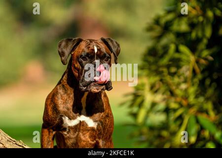 Boxer tedesche ritratto Foto Stock