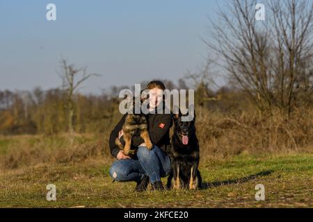 Donna con pastori tedeschi Foto Stock