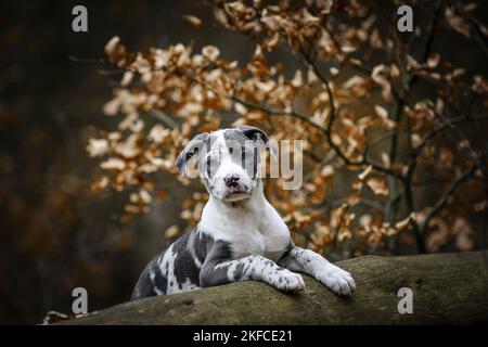 American-Staffordshire-Terrier-Mongrel Puppy Foto Stock