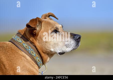 Ritratto American-Pit-Bull-Terrier-Rhodesian-Ridgeback-Mongrel Foto Stock