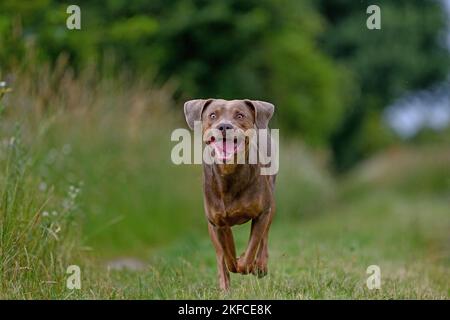 Esecuzione di Louisiana Catahoula Leopard Dog Foto Stock