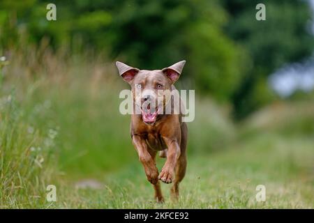 Esecuzione di Louisiana Catahoula Leopard Dog Foto Stock