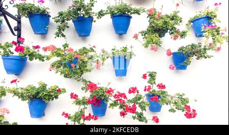 Gerani in vasi di fiori blu su un muro, Andalusia, Spagna Foto Stock