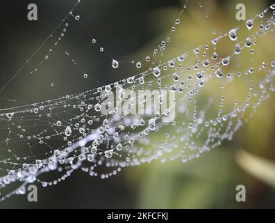 Gocce d'acqua sulla spider web Foto Stock