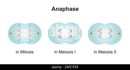 Progettazione scientifica delle differenze tra anafasi in Meiosi e mitosi. Simboli colorati. Illustrazione vettoriale. Illustrazione Vettoriale