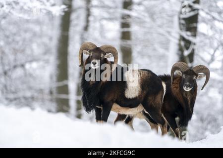 2 mofflons Foto Stock