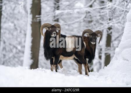 2 mofflons Foto Stock