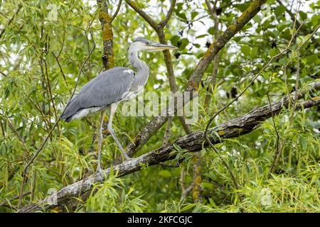 airone grigio sedersi in alberi Foto Stock