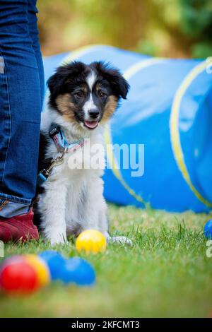 Cane obbedienza a scuola Foto Stock