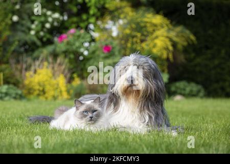 Ragdoll e Collie con le orecchie Foto Stock