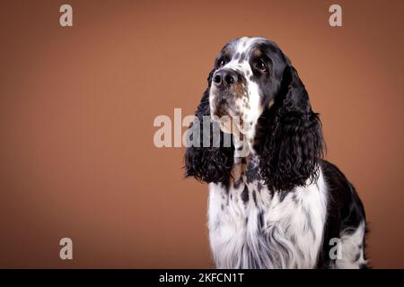 English Springer Spaniel ritratto Foto Stock